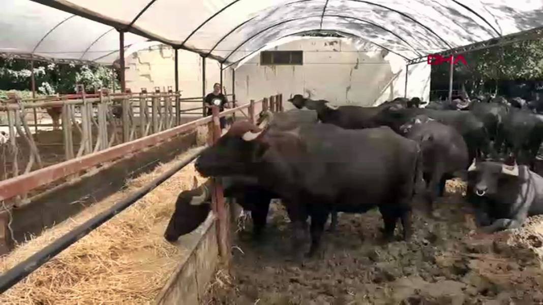 İş bulamayınca köyüne dönüp manda sütü satmaya başladı: Şimdi patron oldu! İletişim fakültesi mezunuydu, besici oldu 8